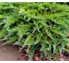Можжевельник казацкий  Тамарисцифолия  (Tamariscifolia) С2